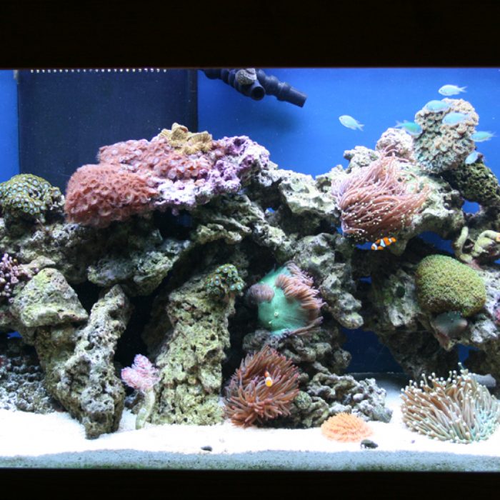 Tank Close